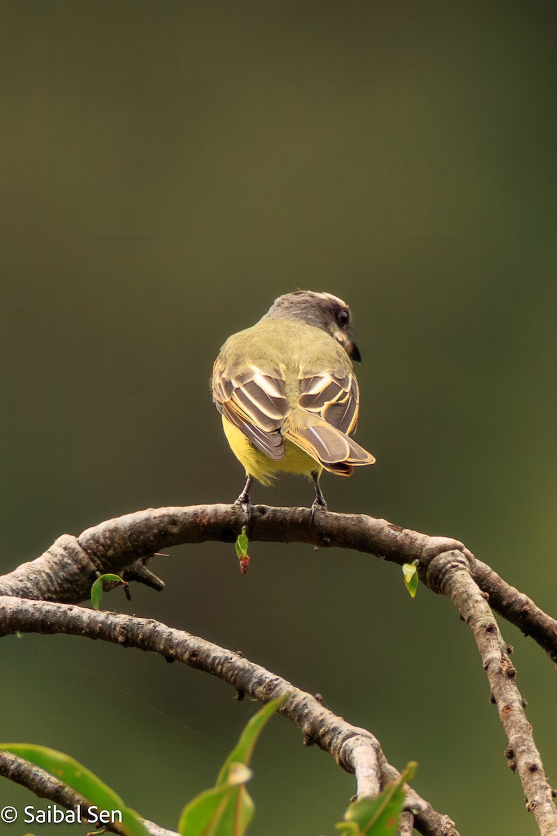 Golden-crowned Flycatcher - ML638253388