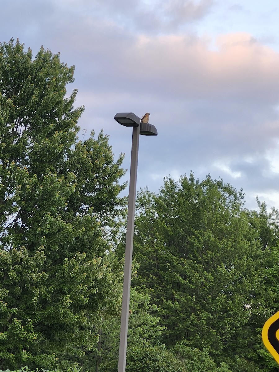 Red-shouldered Hawk - ML638253394