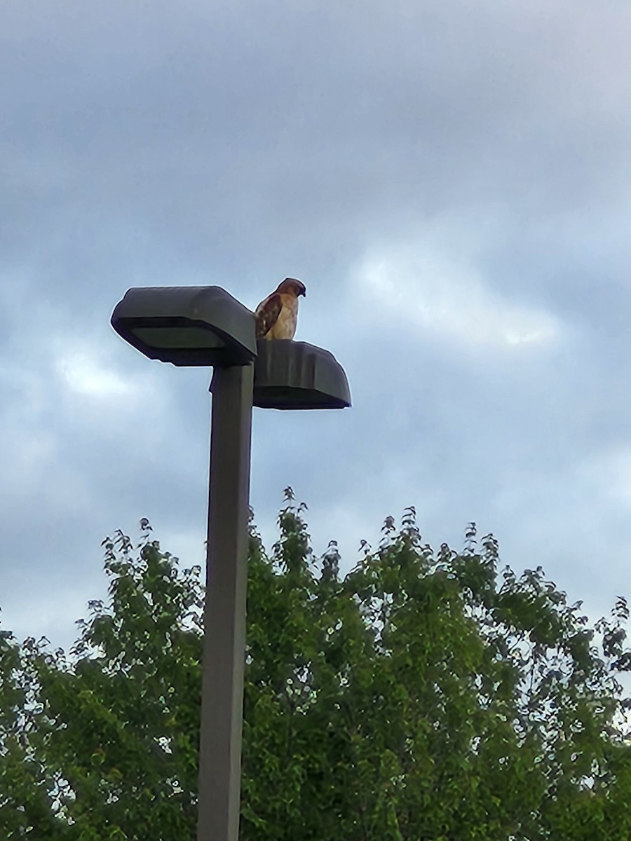 Red-shouldered Hawk - ML638253397
