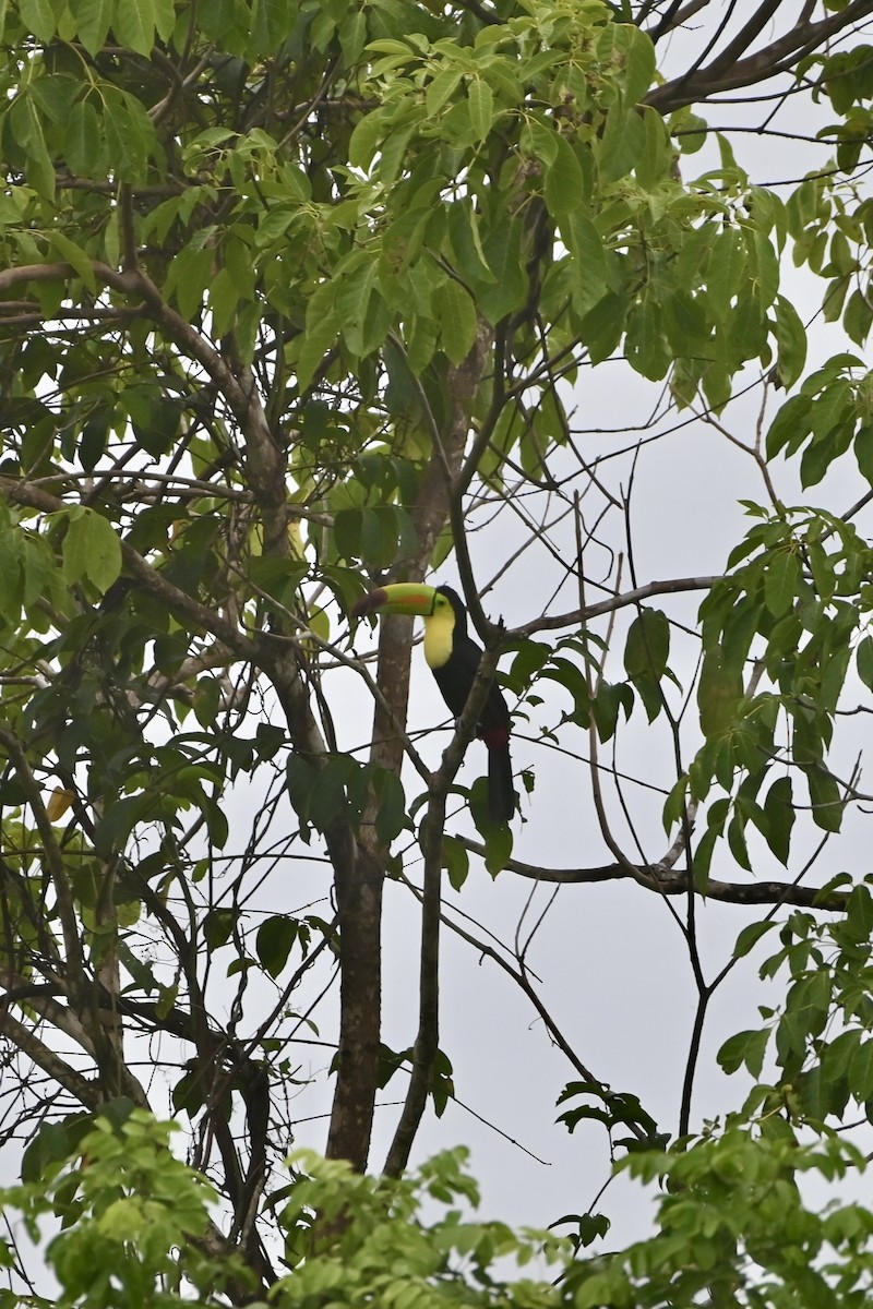 Keel-billed Toucan - ML638253400