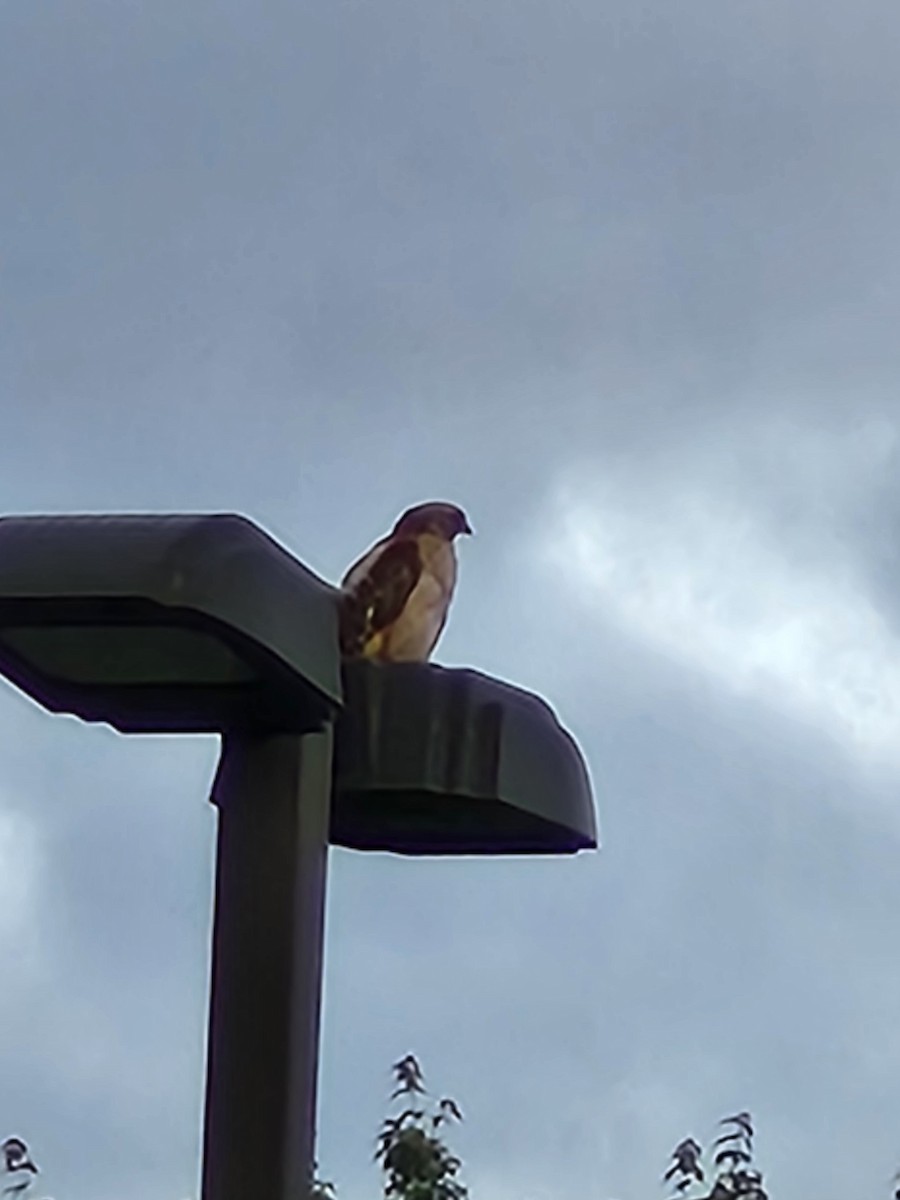 Red-shouldered Hawk - ML638253419