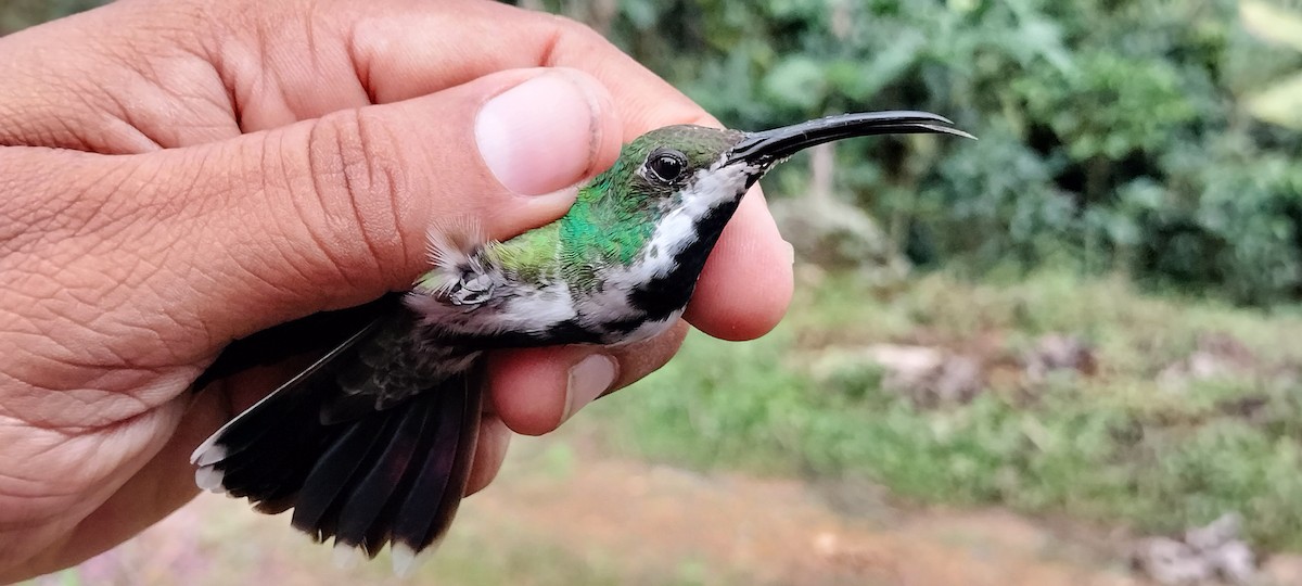 Black-throated Mango - ML638253429