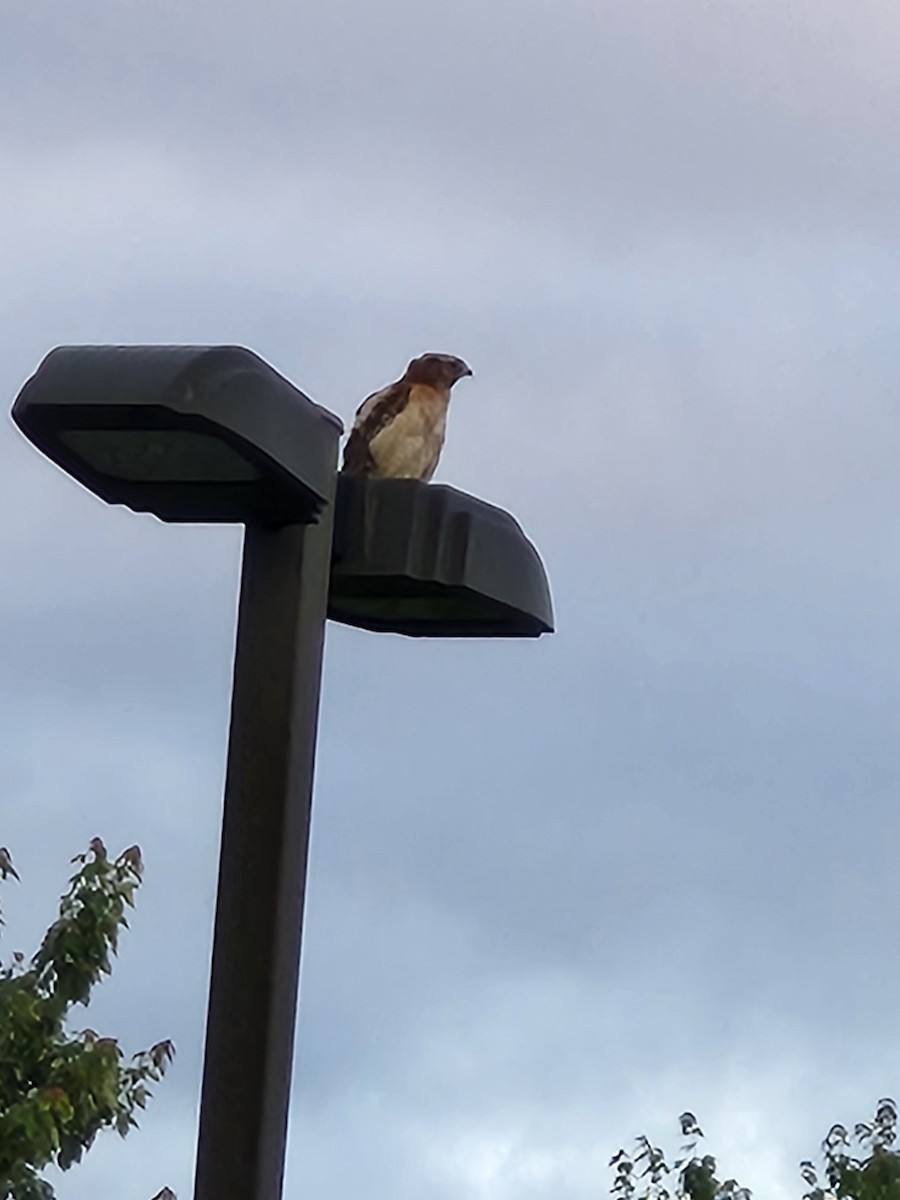 Red-shouldered Hawk - ML638253431