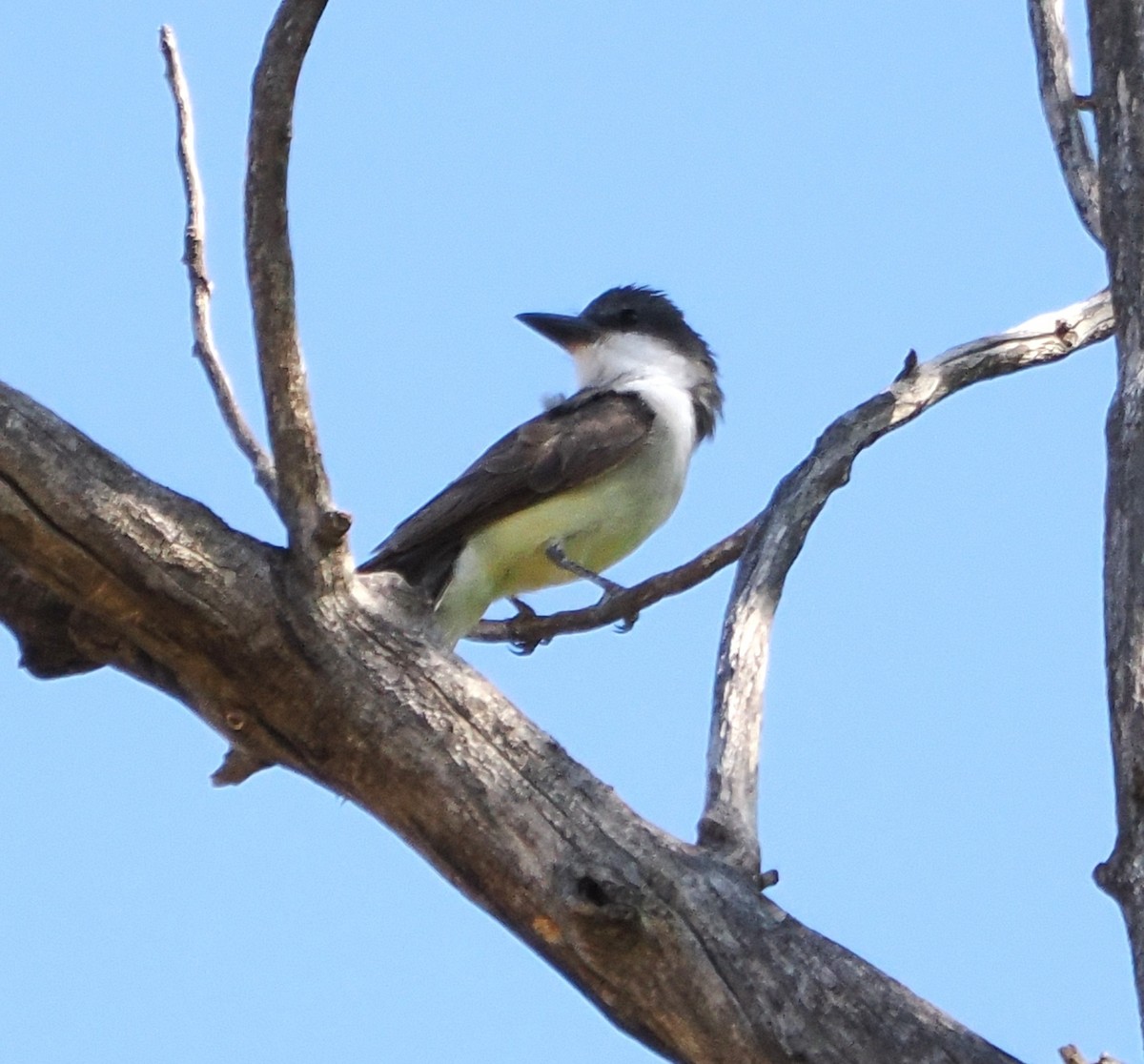 Thick-billed Kingbird - ML638253432