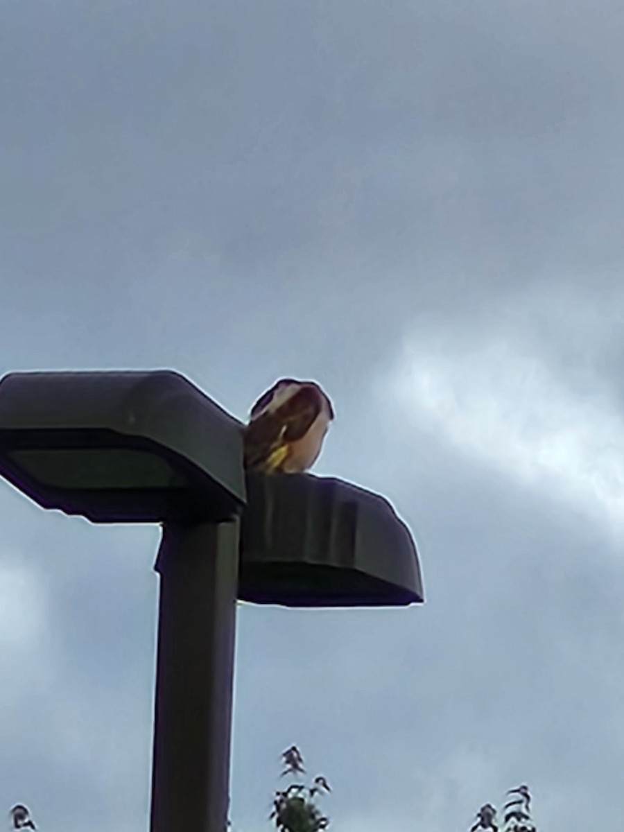 Red-shouldered Hawk - ML638253446