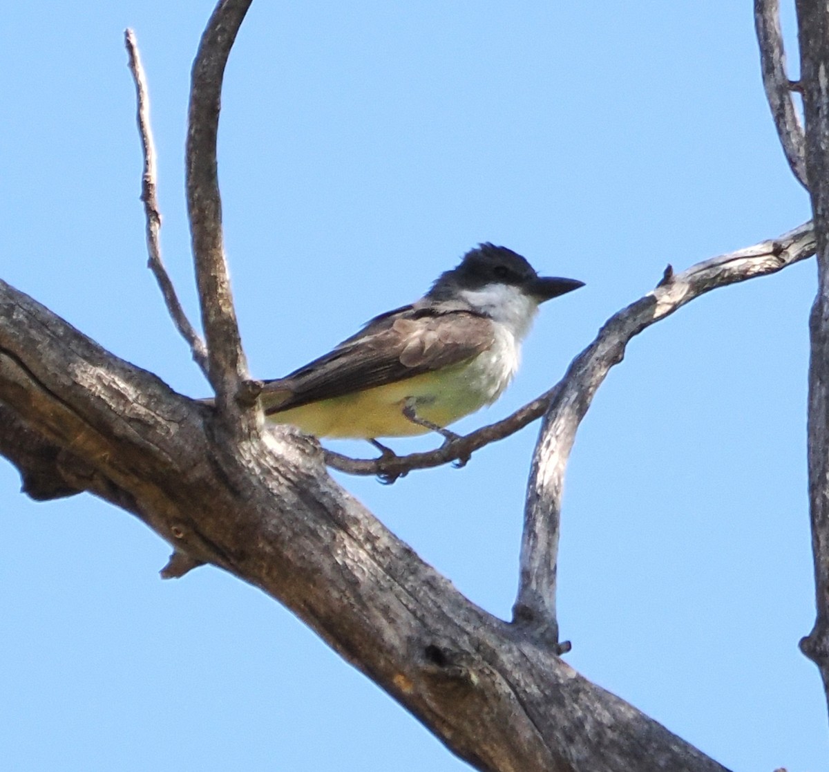 Thick-billed Kingbird - ML638253448