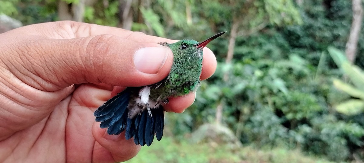 Copper-rumped Hummingbird - ML638253467