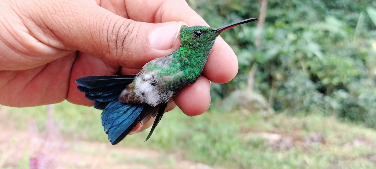 Copper-rumped Hummingbird - ML638253468