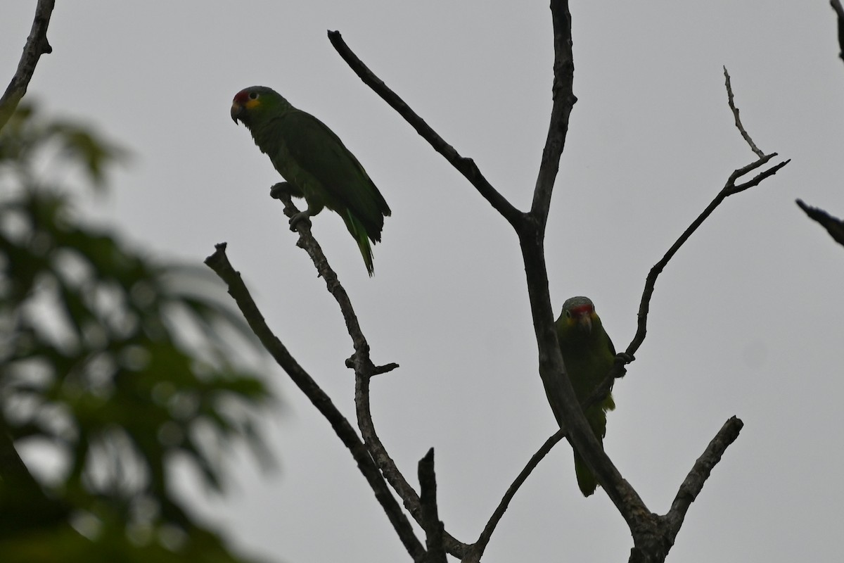 Red-lored Amazon (Red-lored) - ML638253480