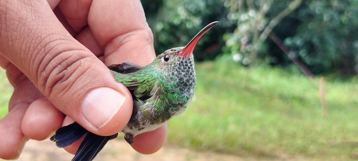 Glittering-throated Emerald - ML638253481
