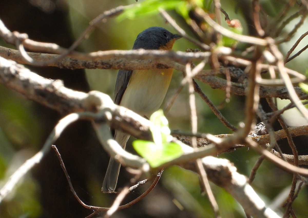 Leaden Flycatcher - ML638253482
