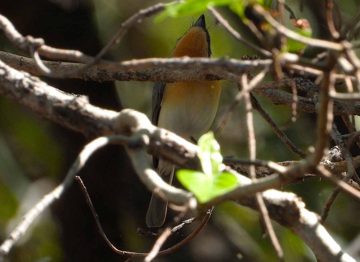 Leaden Flycatcher - ML638253483