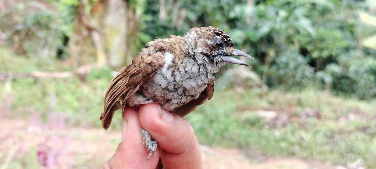 Scaled Piculet - ML638253503
