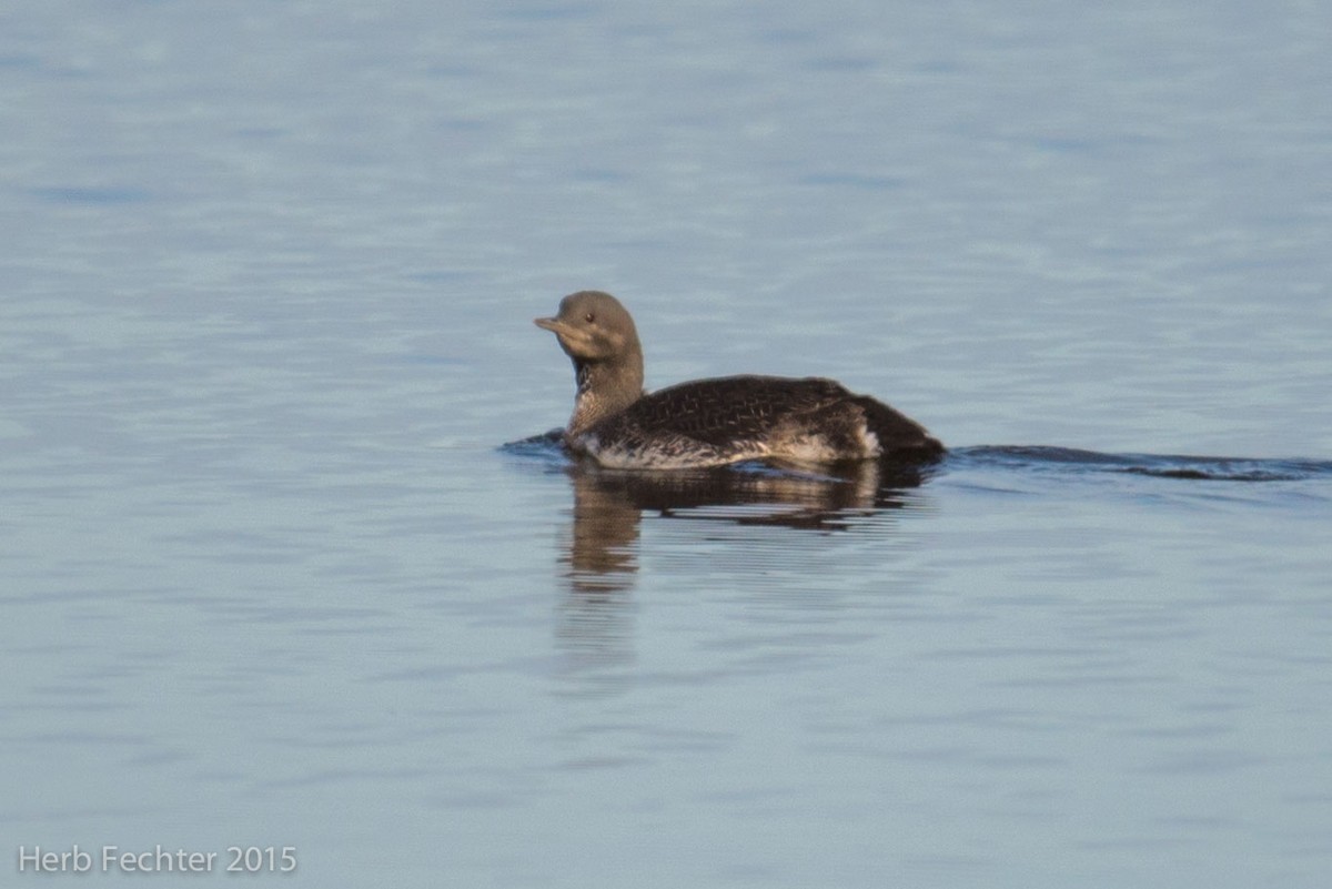 Arctic Loon - ML638253508