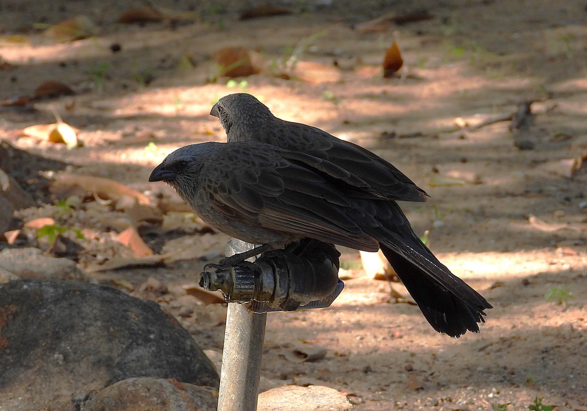 Apostlebird - ML638253513
