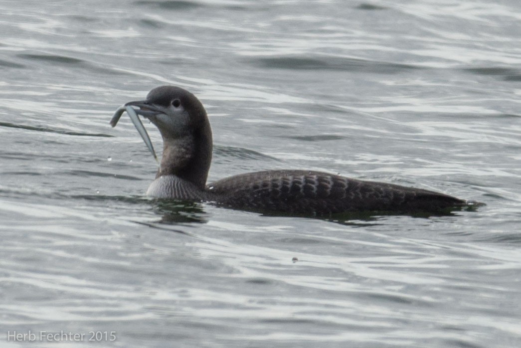 Pacific Loon - ML638253514