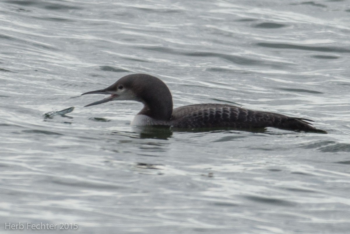 Pacific Loon - ML638253515