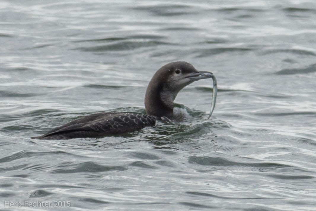 Pacific Loon - ML638253516