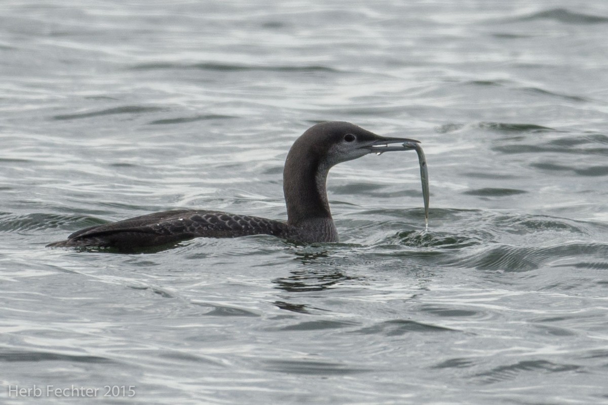 Pacific Loon - ML638253517