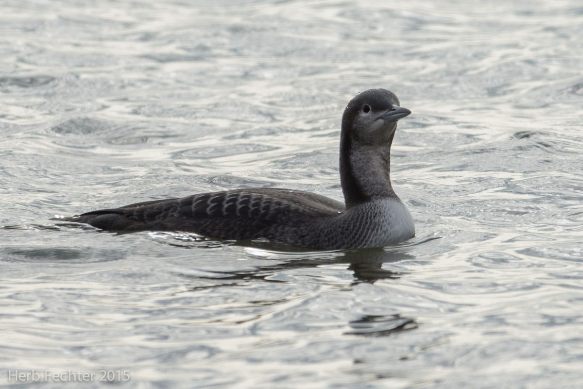 Pacific Loon - ML638253518