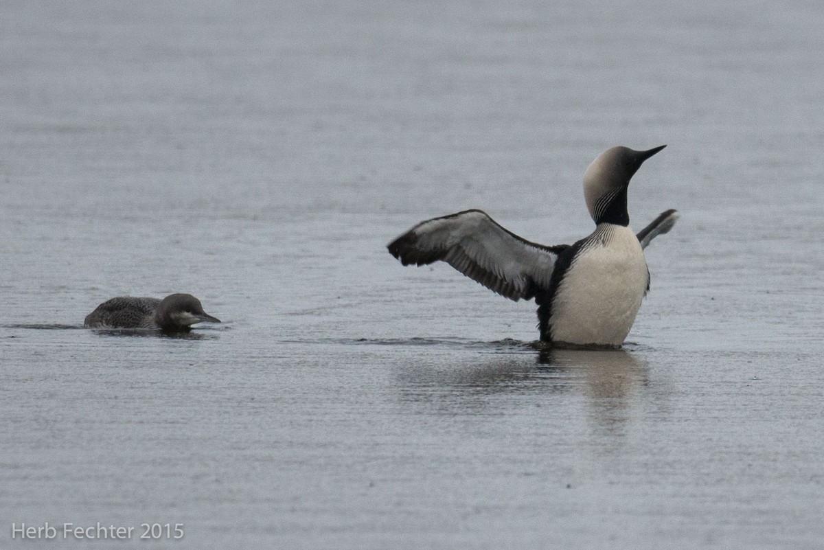 Pacific Loon - ML638253519