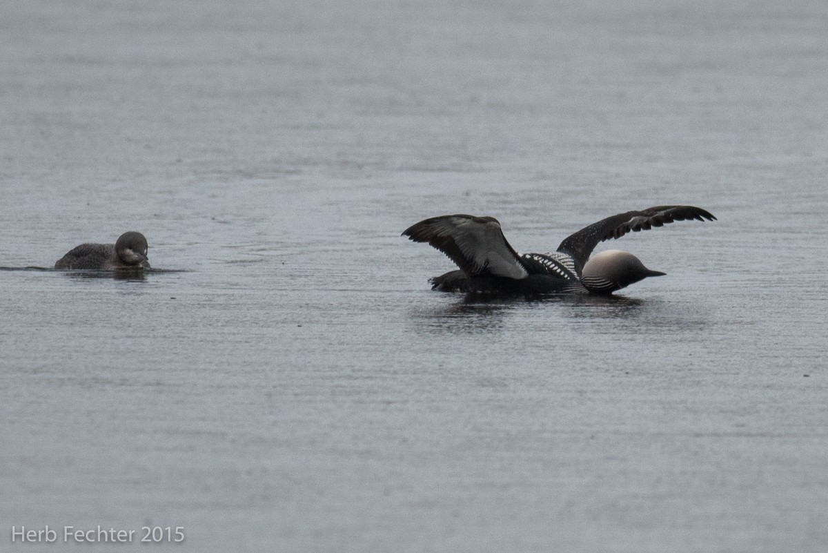 Pacific Loon - ML638253521