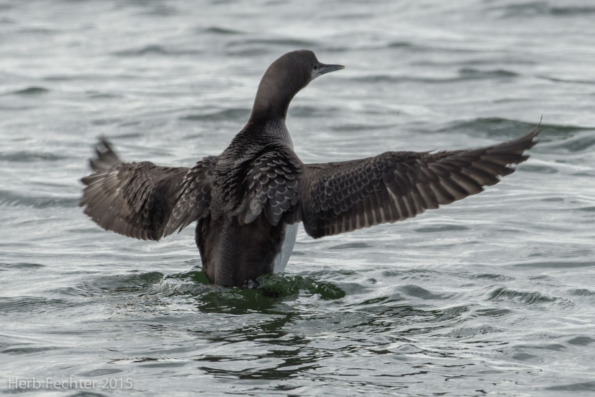 Pacific Loon - ML638253522