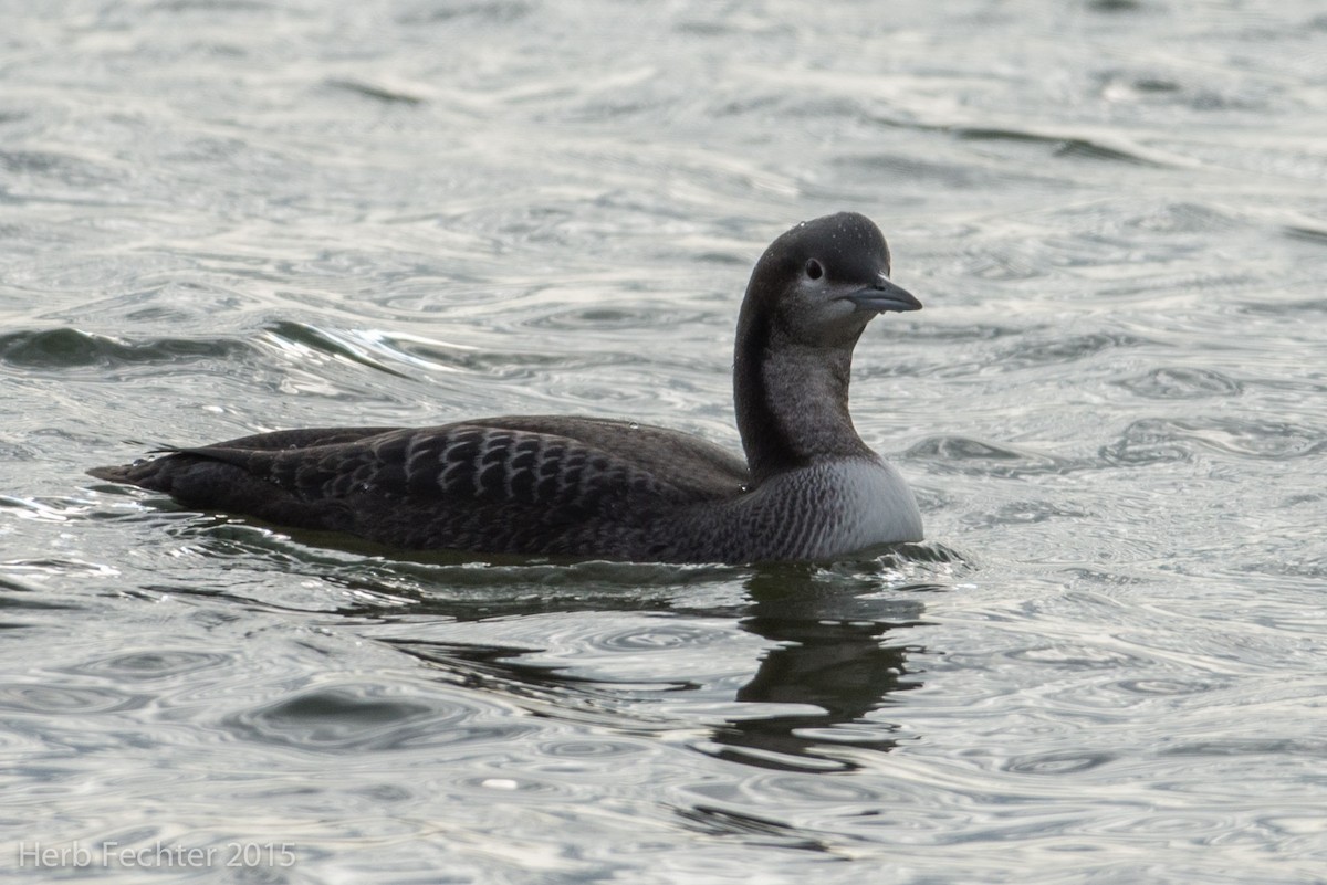 Pacific Loon - ML638253523