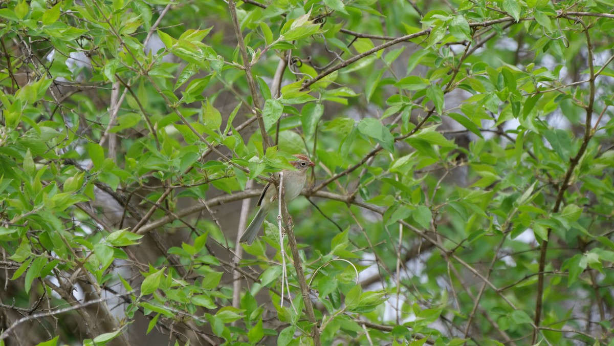 Field Sparrow - ML638253528