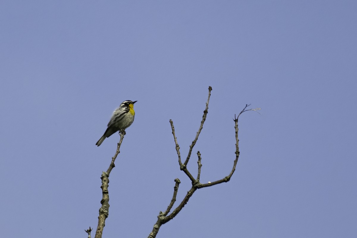 Yellow-throated Warbler - ML638253536