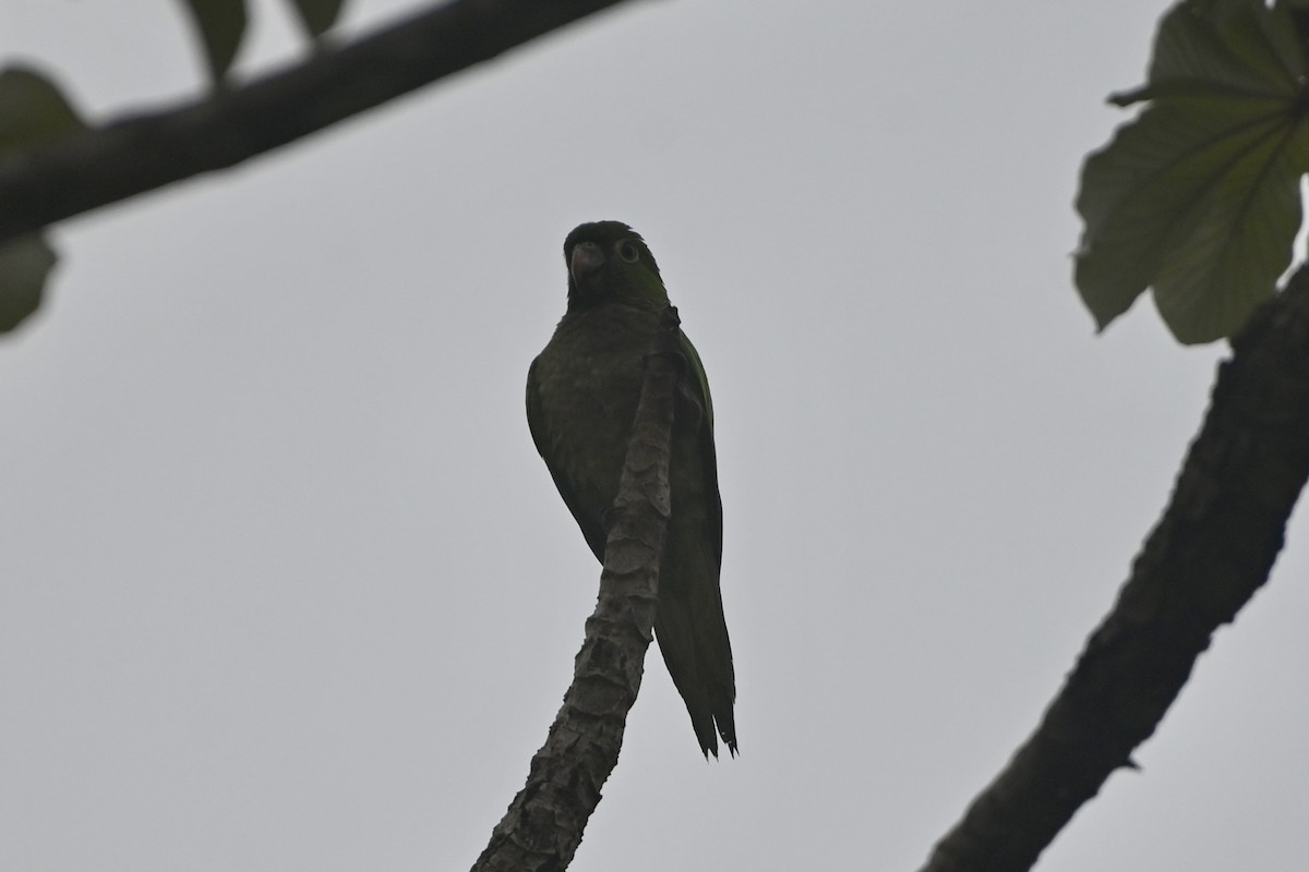 Olive-throated Parakeet - ML638253537