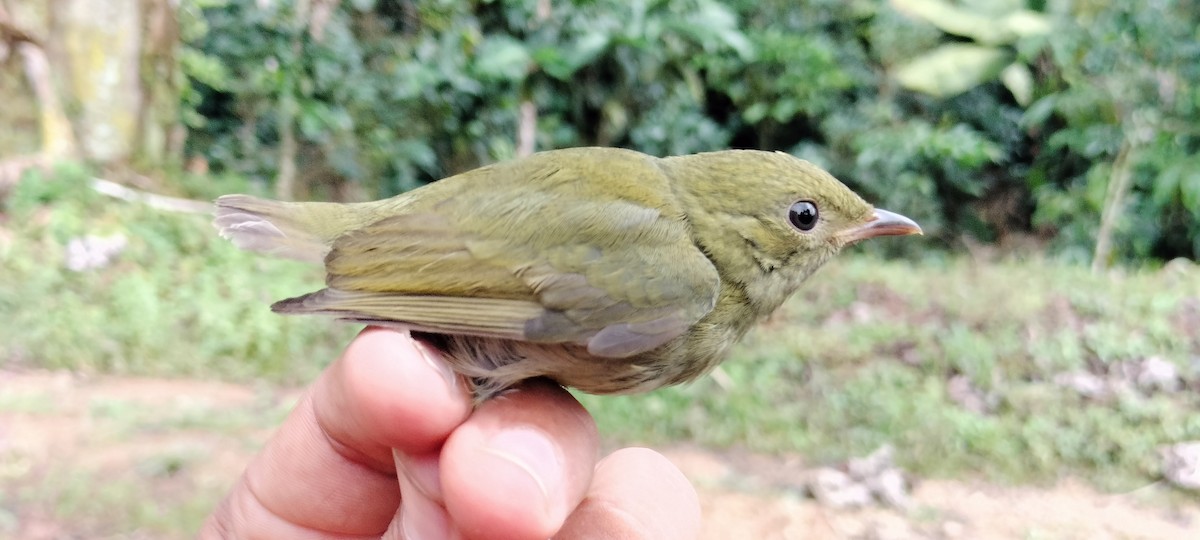 Golden-headed Manakin - ML638253543
