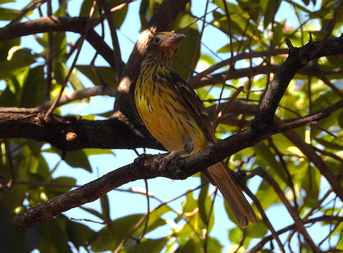 Australasian Figbird - ML638253565