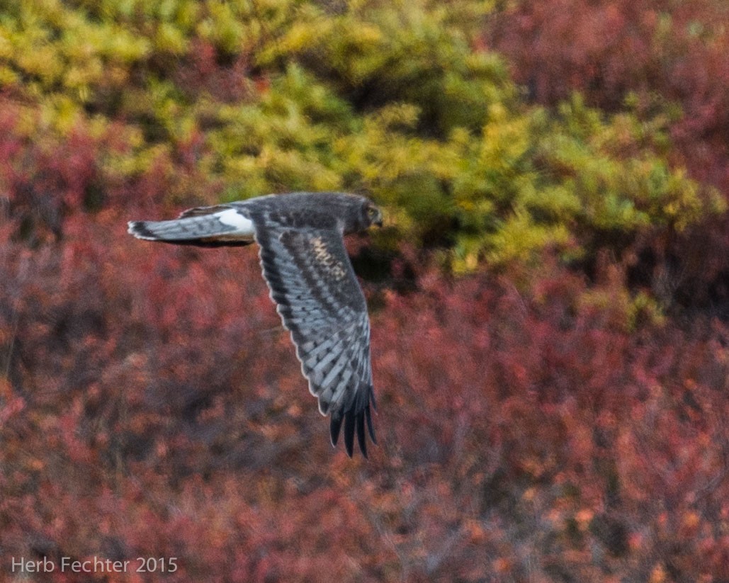 mørkmyrhauk - ML638253568