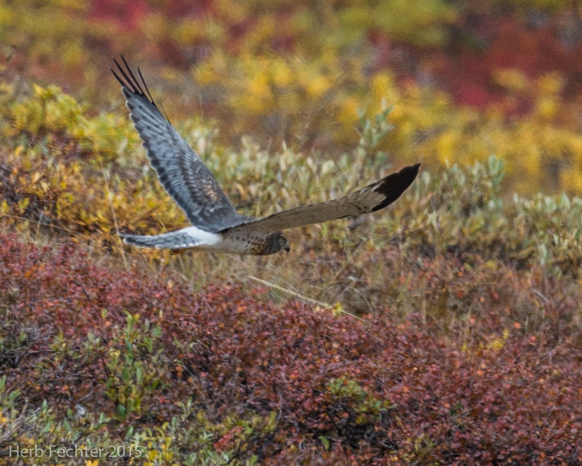 mørkmyrhauk - ML638253569
