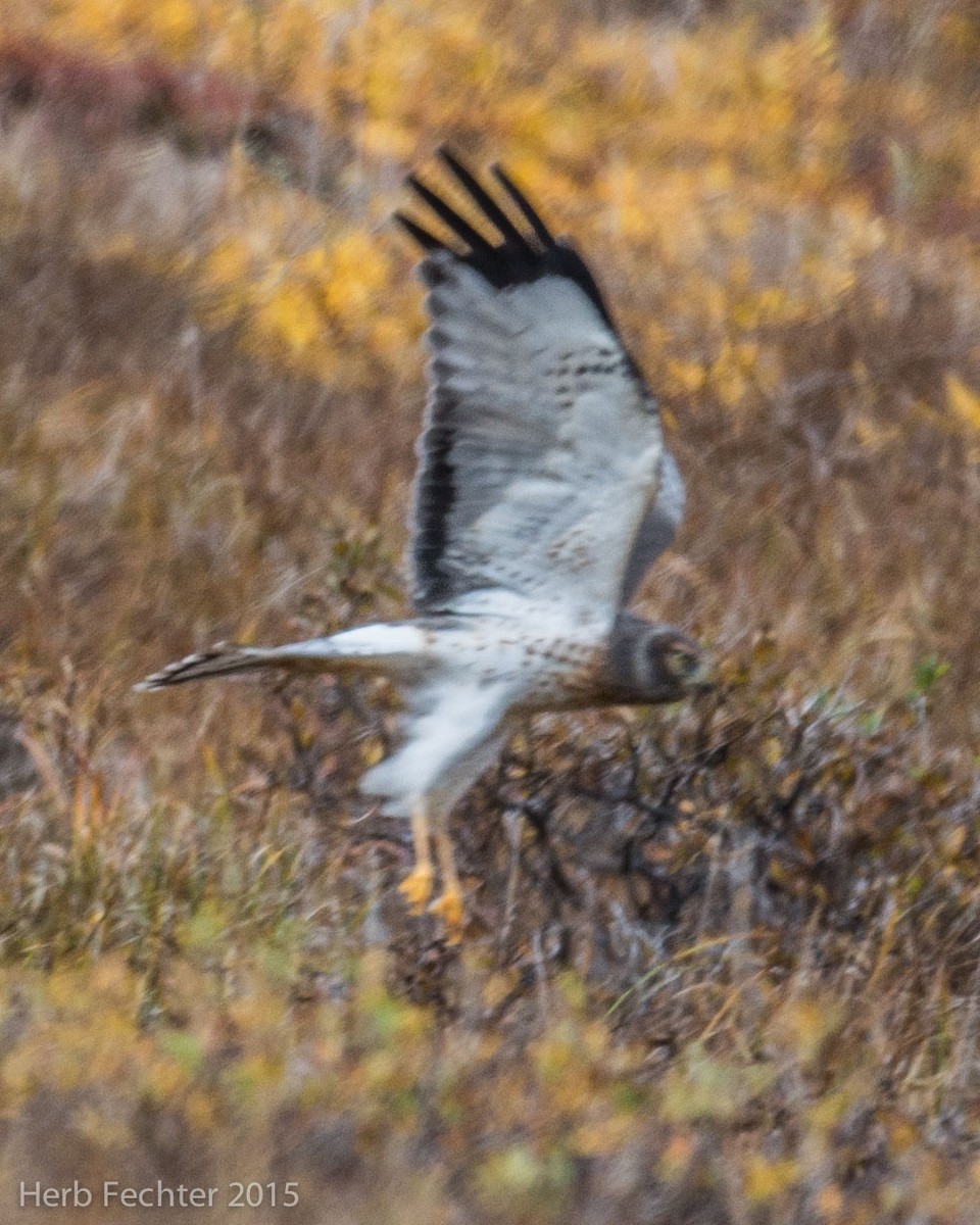 mørkmyrhauk - ML638253570