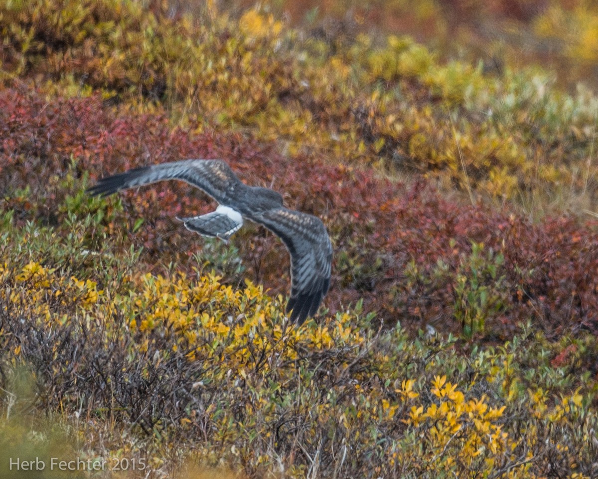 mørkmyrhauk - ML638253571