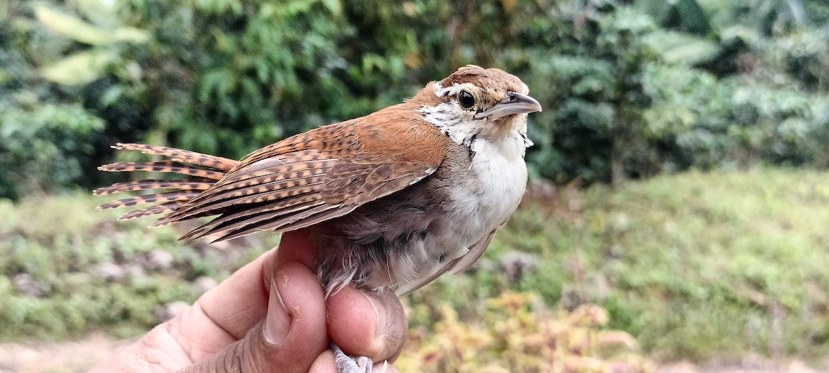 Rufous-and-white Wren - ML638253574