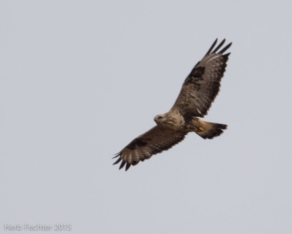 Rough-legged Hawk - ML638253575