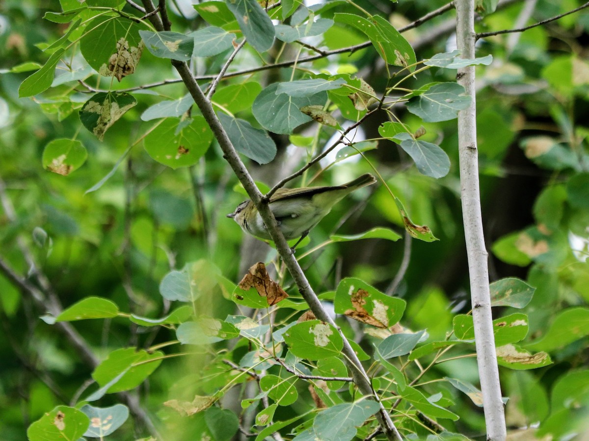 Red-eyed Vireo - ML638253584