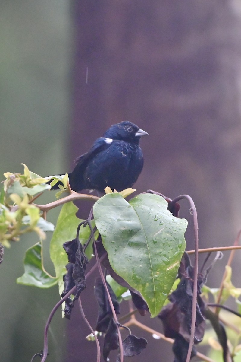 Blue-black Grassquit - ML638253586