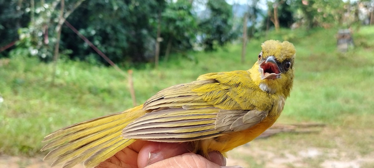 Gray-headed Tanager - ML638253593