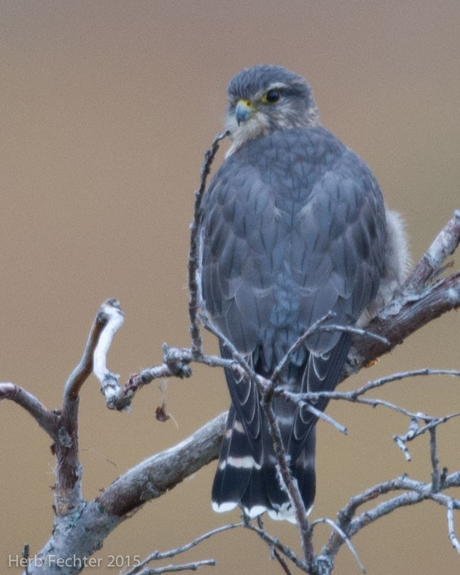 Merlin - ML638253594