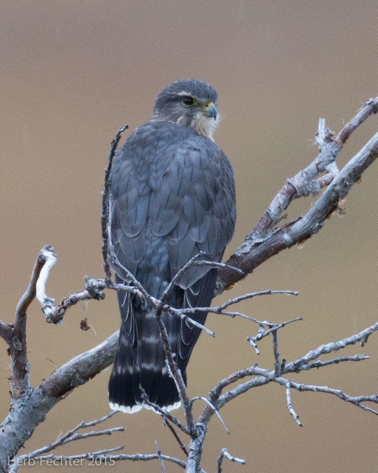 Merlin - ML638253595