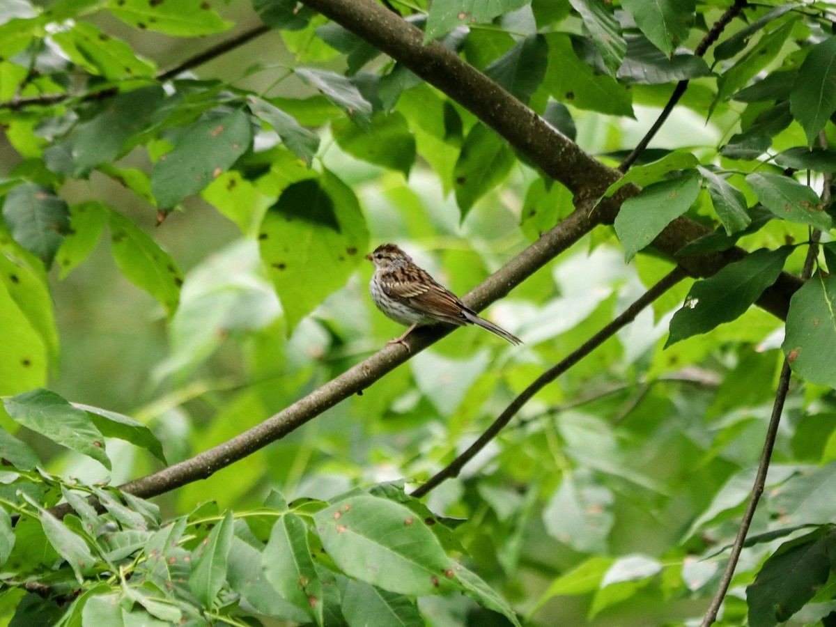 Chipping Sparrow - ML638253607