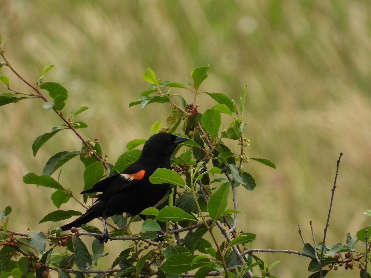 Red-winged Blackbird - ML638253609
