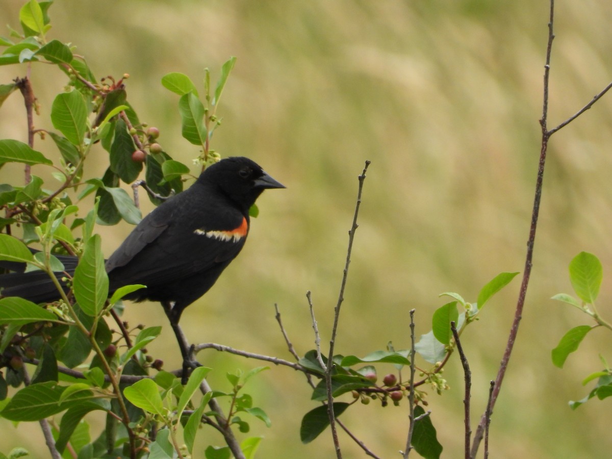 Red-winged Blackbird - ML638253610
