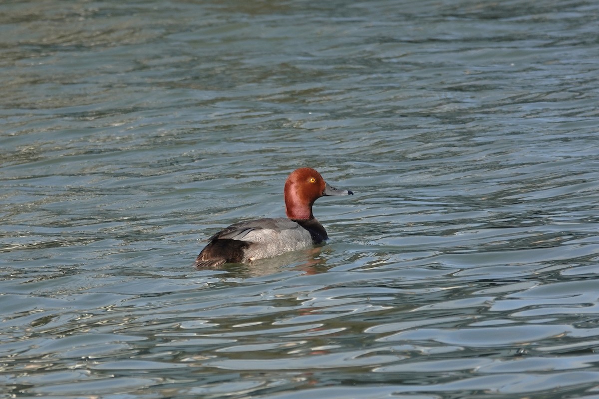 Fuligule à tête rouge - ML638253614