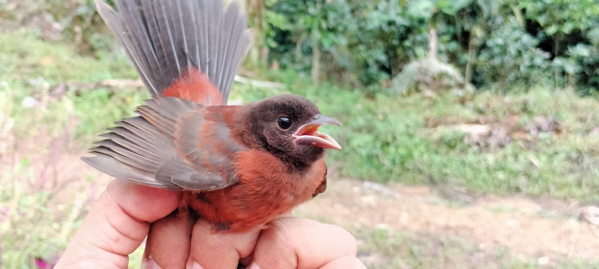 Silver-beaked Tanager - ML638253617