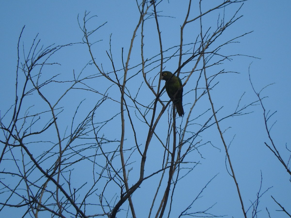メキシコインコ - ML638253626
